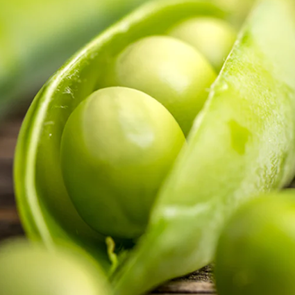 Organic Pea Protein
